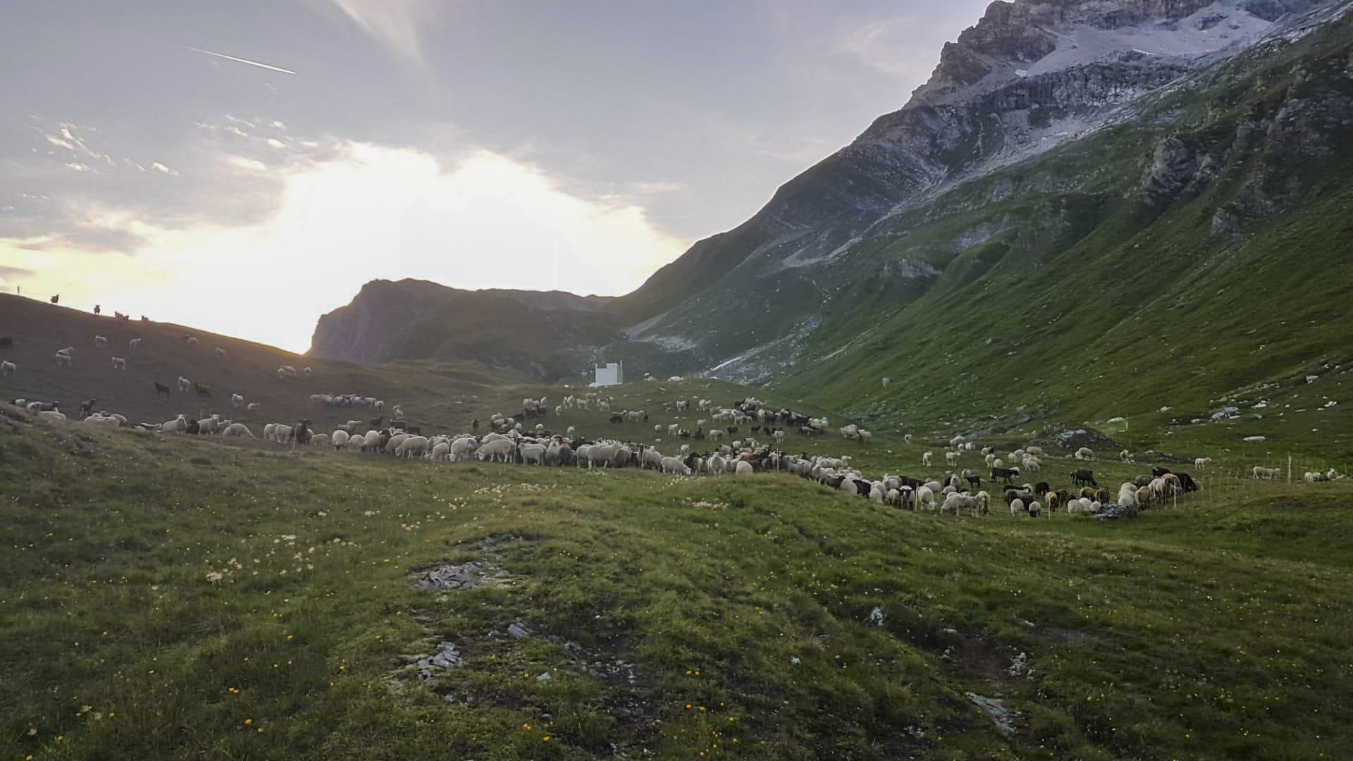 Herdenschutzkonzept auf der Alp Stutz - 7 Nachtpferche schützen die Schafe vor dem Wolf