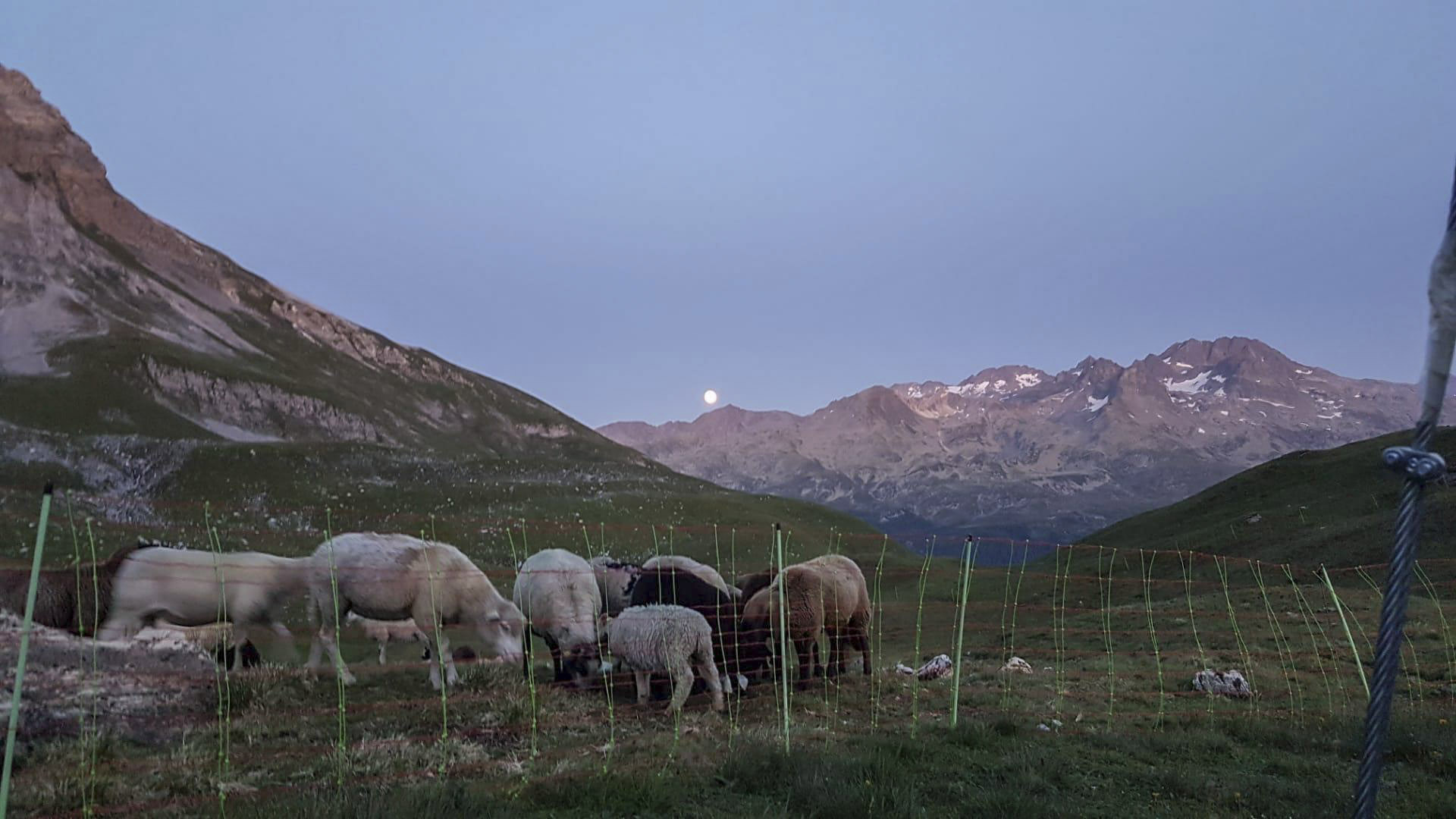 Herdenschutzkonzept auf der Alp Stutz - Nachtpferch schützt Schafe vor dem Wolf
