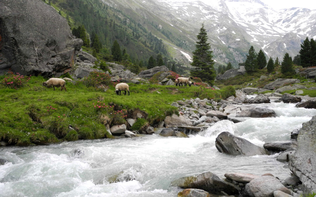 Wölfe und Schafe im Surettatal: Herdenschutz